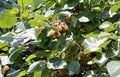 Juicy fruit KIWI on a branch in the garden. Royalty Free Stock Photo