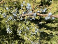 juicy fruits of evergreen juniper on a branch