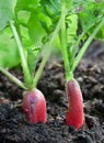 The juicy garden radish