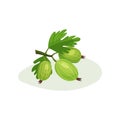 Juicy gooseberries with green leaves. Sweet and sour berry. Delicious summer food. Flat vector design