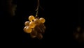 Juicy grape bunch hanging from leafy vine in autumn harvest generated by AI
