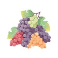 Juicy grape bunch, ripe and fresh nature