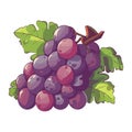 Juicy grape bunch on white backdrop