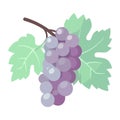 Juicy grape bunches ripe for healthy eating