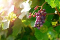 Juicy grape cluster growing on a bush in summertime on bright sunlight in vineyard. Red wine grapes plant, new harvest of black wi Royalty Free Stock Photo