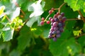 Juicy grape cluster growing on a bush in summertime on bright sunlight in vineyard. Red wine grapes plant, new harvest of black wi Royalty Free Stock Photo