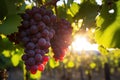 Juicy Grape Clusters Thriving on a Lush Farm Landscape - Behold the abundance of nature as plump grape clusters flourish against