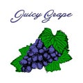 Juicy Grape Fresh Organic Fruits