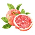 A juicy grapefruit half in watercolor, with a perfect balance of pink and red hues Royalty Free Stock Photo