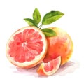 A juicy grapefruit half in watercolor, with a perfect balance of pink and red hues Royalty Free Stock Photo