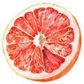 A juicy grapefruit half in watercolor, with a perfect balance of pink and red hues Royalty Free Stock Photo