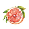 A juicy grapefruit half in watercolor, with a perfect balance of pink and red hues Royalty Free Stock Photo