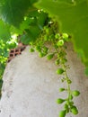 Juicy Grapes Hanging on Vine