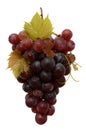 Juicy Grapes