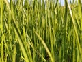 Juicy grass on the lawn of the house