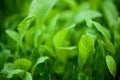 Juicy, green arugula, greens close-up on the garden bed, blurred background, space for text Royalty Free Stock Photo