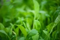 Juicy, green arugula, greens close-up on the garden bed, blurred background, space for text Royalty Free Stock Photo