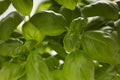 Juicy green basil leaves close up, macro, Royalty Free Stock Photo