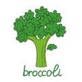 Juicy green broccoli isolated on a white background