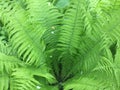 Juicy green fern leaves ordinary.