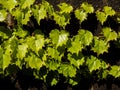 Juicy green grape leaves with drops on the stone wall. Natural summer background template Royalty Free Stock Photo