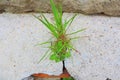 juicy green grass bushe are growing on road near old cement wall with rough deep cracks on stucco surface. Contrast textures of Royalty Free Stock Photo