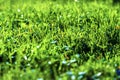 Juicy green grass