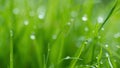 Juicy green grass on meadow with drops of water dew in morning light in spring summer outdoors close-up macro, panorama background Royalty Free Stock Photo