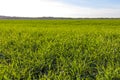 Juicy green grass rye wheat on the field close-up - agricultural technology, growing plants, harvesting.