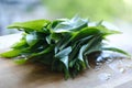 juicy green greens Eurasian wild garlic, ramsons, cowleekes, Allium ursinum, bear\'s garlic Royalty Free Stock Photo