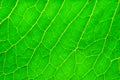 Juicy green leaf