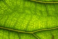 A juicy green leaf on which the veins and cells are viewed.