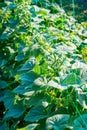 Juicy green leaves of cucumber, growing in the garden Royalty Free Stock Photo