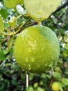 Juicy Green lime lemon with rain droplets after rain photography Royalty Free Stock Photo