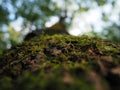 Juicy green moss on a brown tree bark