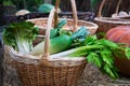 Juicy, green salad vegetables and leaves, chinese cabbage, radish and celery in a brown vine basket after harvesting in the open a