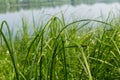 Juicy green sedge on the background of the lake Royalty Free Stock Photo