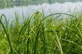 Juicy green sedge on the background of the lake