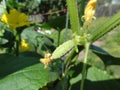 Green small cucumber flower Royalty Free Stock Photo