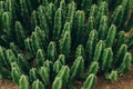 Succulent plants growing top view