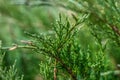 Juicy green thuja, coniferous bush