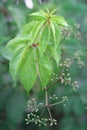 Juicy green young branch of maiden grapes with little buds