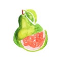 Juicy guajava with green leaves. Healthy tropical fruit. Organic and tasty nutrition. Colorful watercolor painting