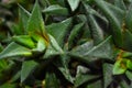 Juicy haworthia flaviata and aloe vera. Stylish and simple plants for a modern table