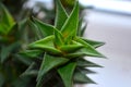 Juicy haworthia flaviata and aloe vera. Stylish and simple plants for a modern table