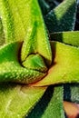 Juicy haworthia flaviata and aloe vera. Stylish and simple plants for a modern table