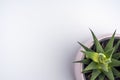 Juicy Haworthia flower in a pink pot on a white background, top view, copy space