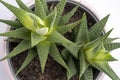 Haworthia flower in a pink pot on a white background, lifestyle, modern interior