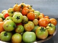 Freshly plucked tomatoes