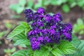 Juicy heliotrope flower in early summer Royalty Free Stock Photo